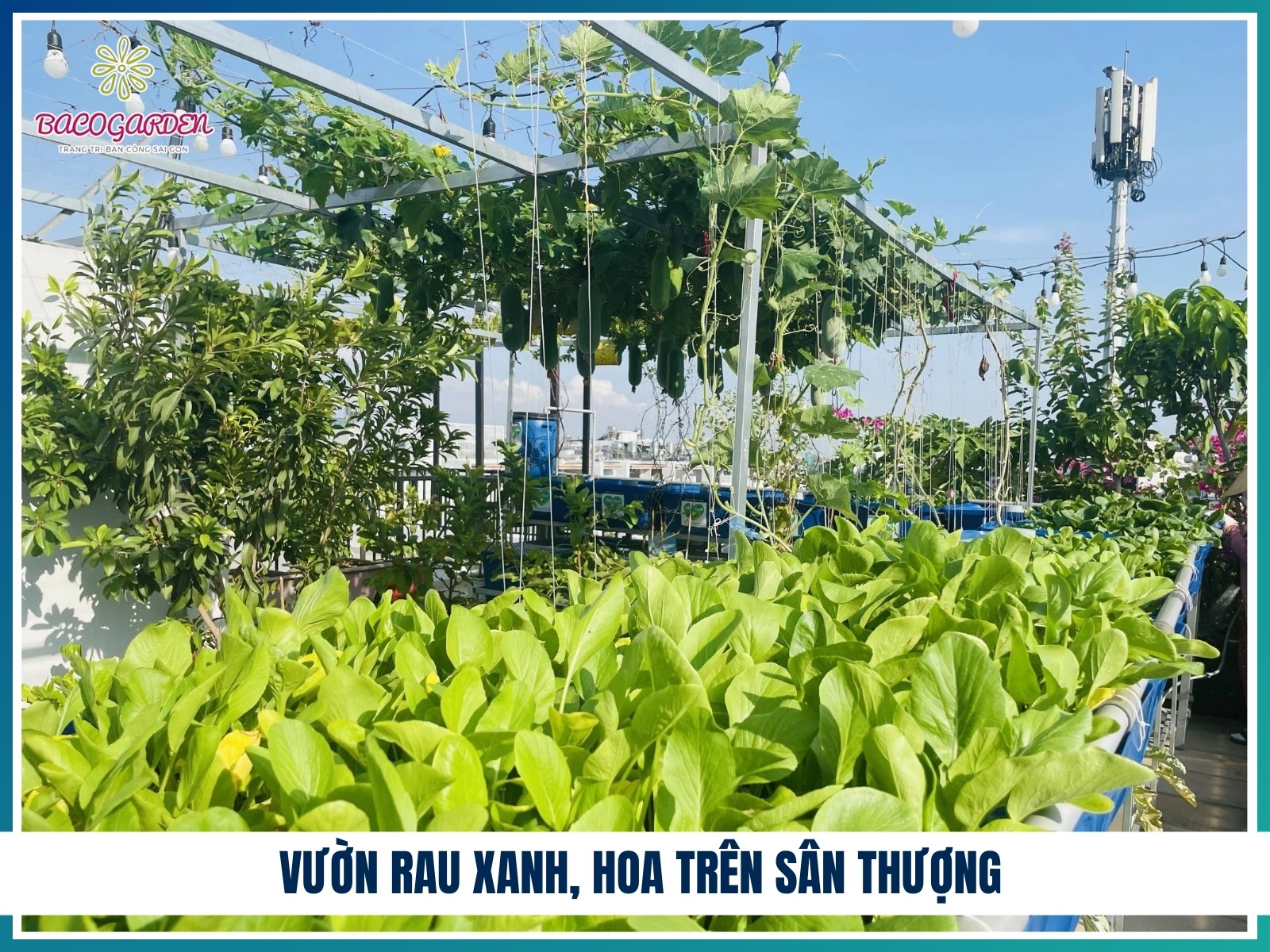 Vuon rau xanh hoa tren san thuong