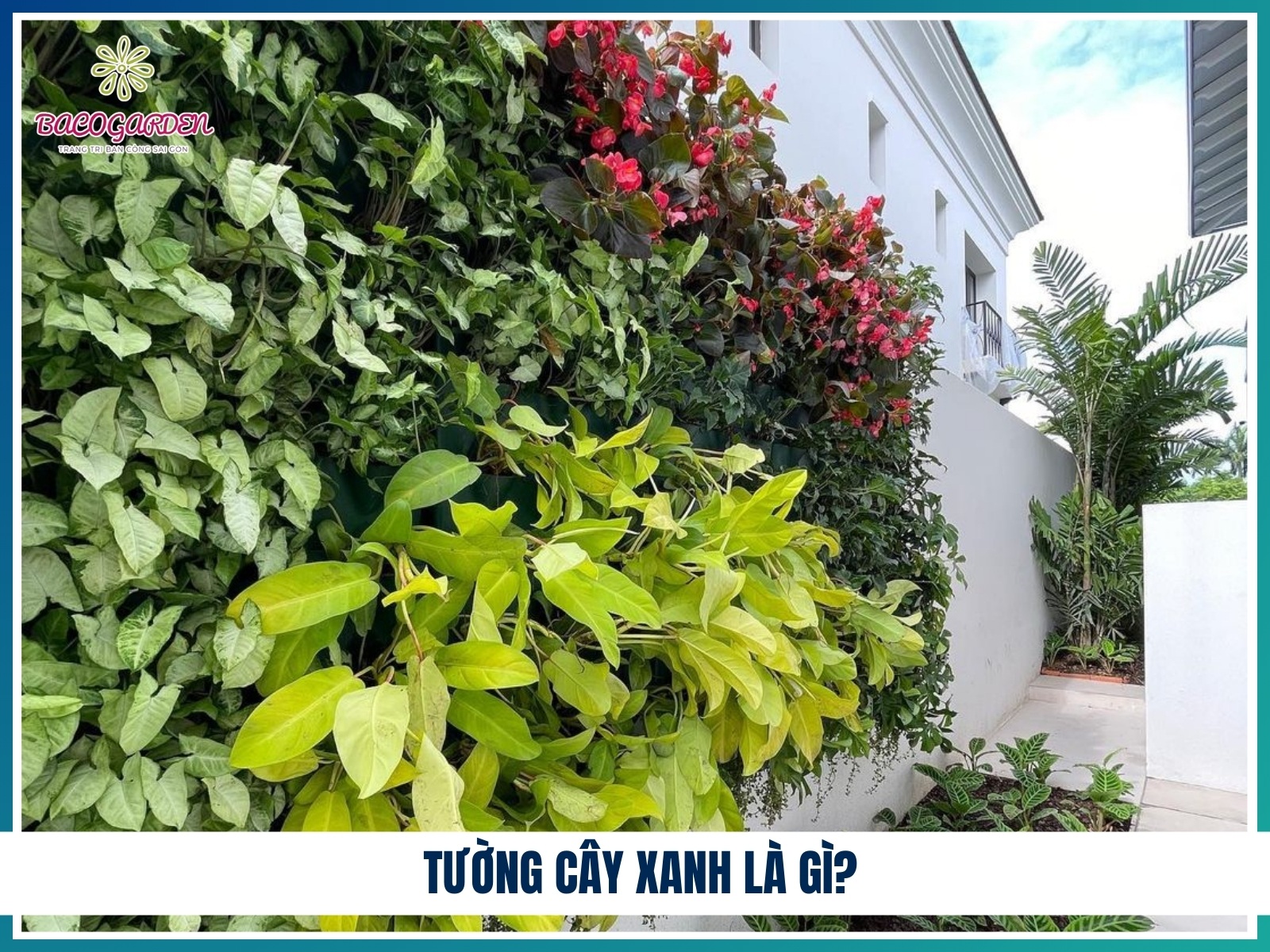 Tuong cay xanh la gi