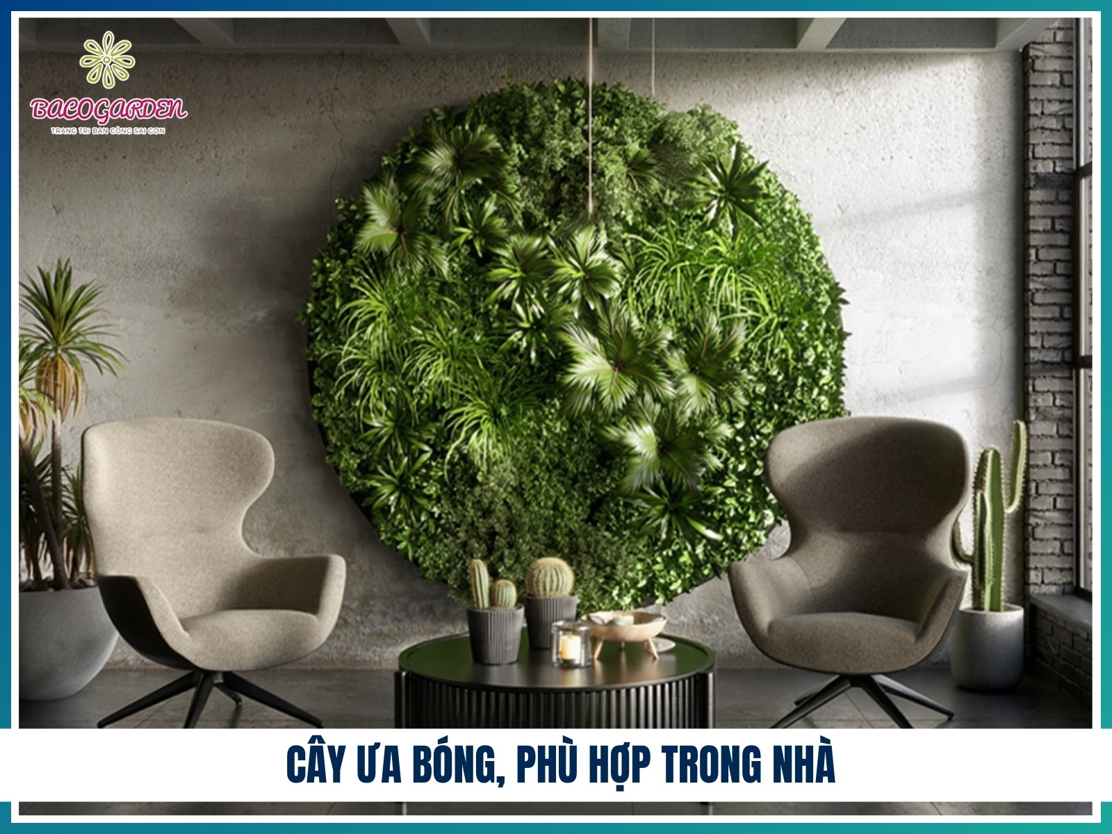 Cay ua bong phu hop trong nha