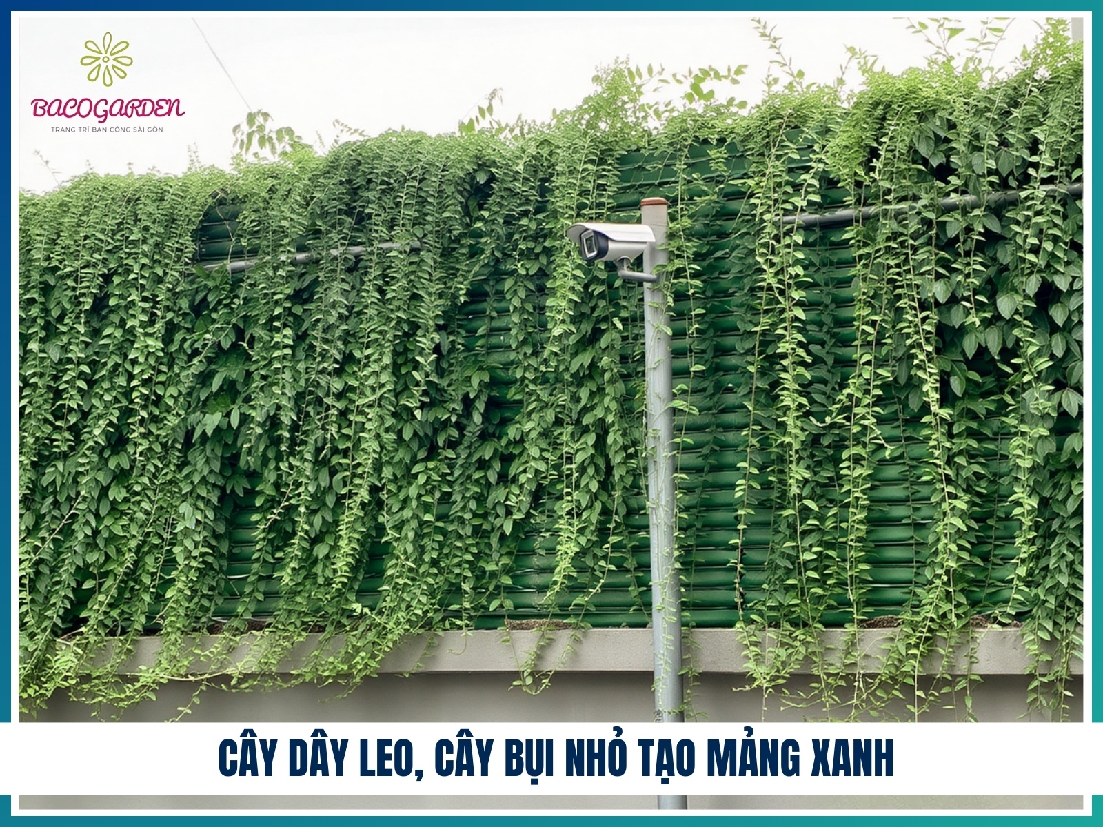 Cay day leo cay bui nho tao mang xanh