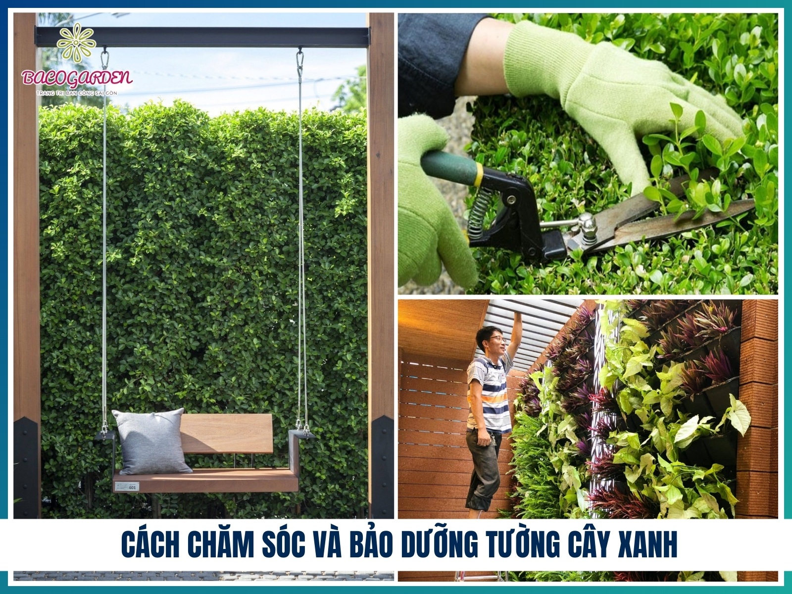 Cach cham soc va bao duong tuong cay xanh