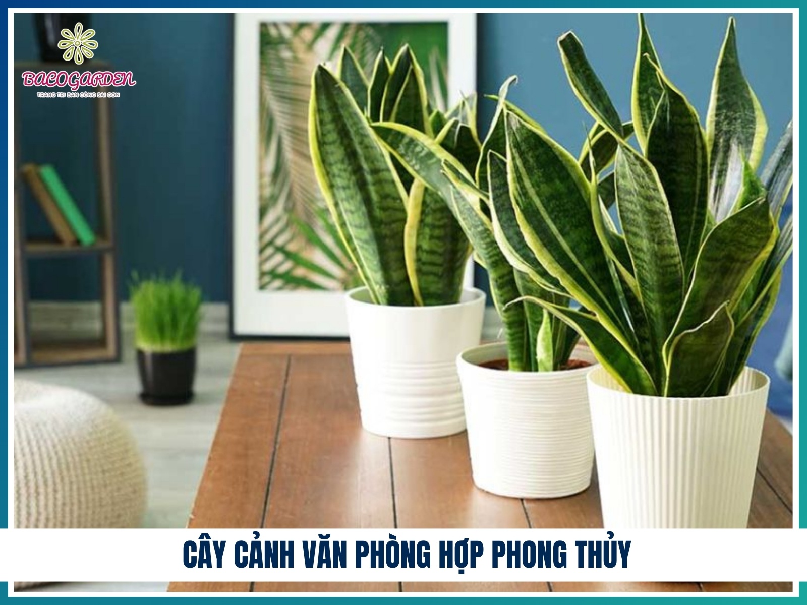 Cay canh van phong hop phong thuy