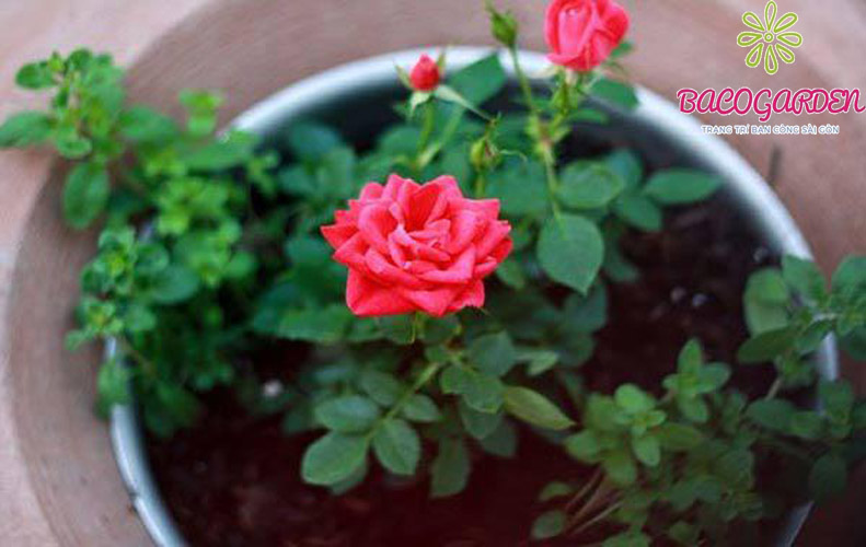 cách trồng hoa hồng
