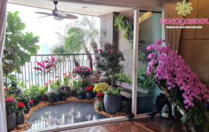 cây trồng ban công chịu nắng