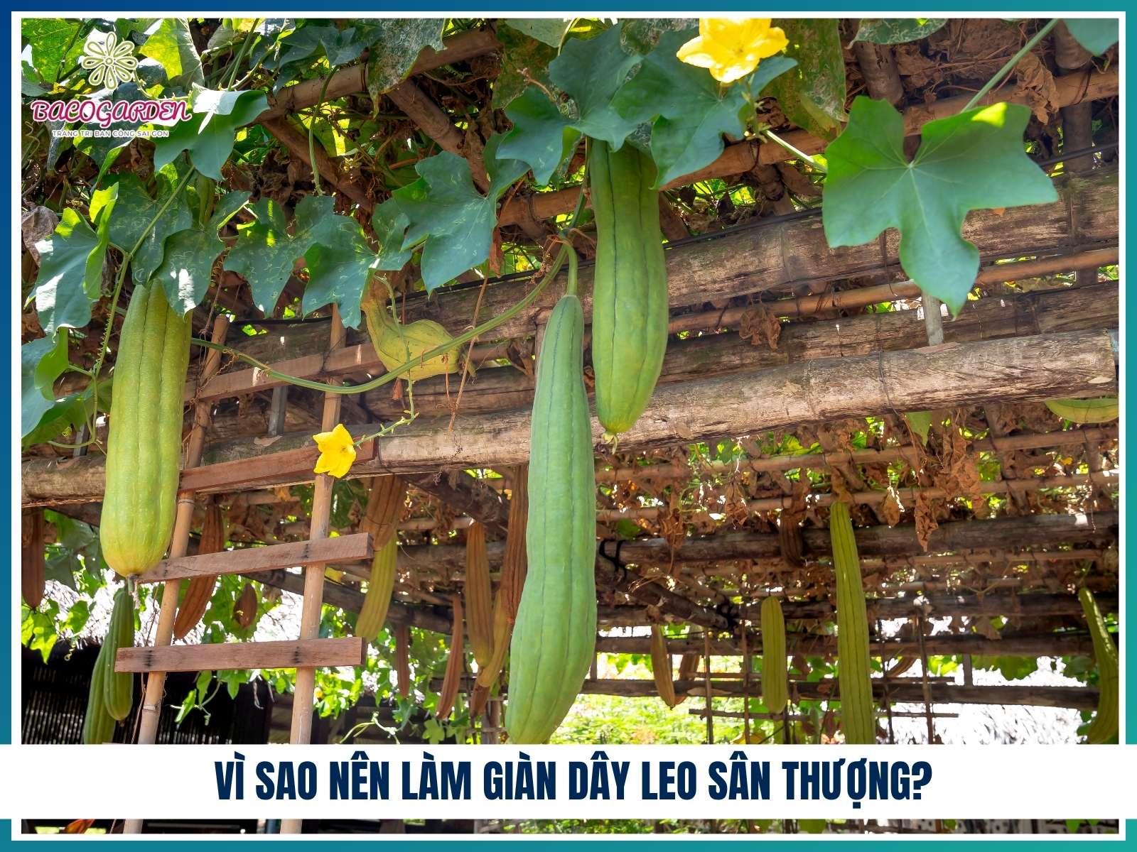 Vi sao nen lam gian day leo san thuong