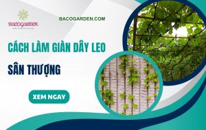 Cach lam gian day leo san thuong