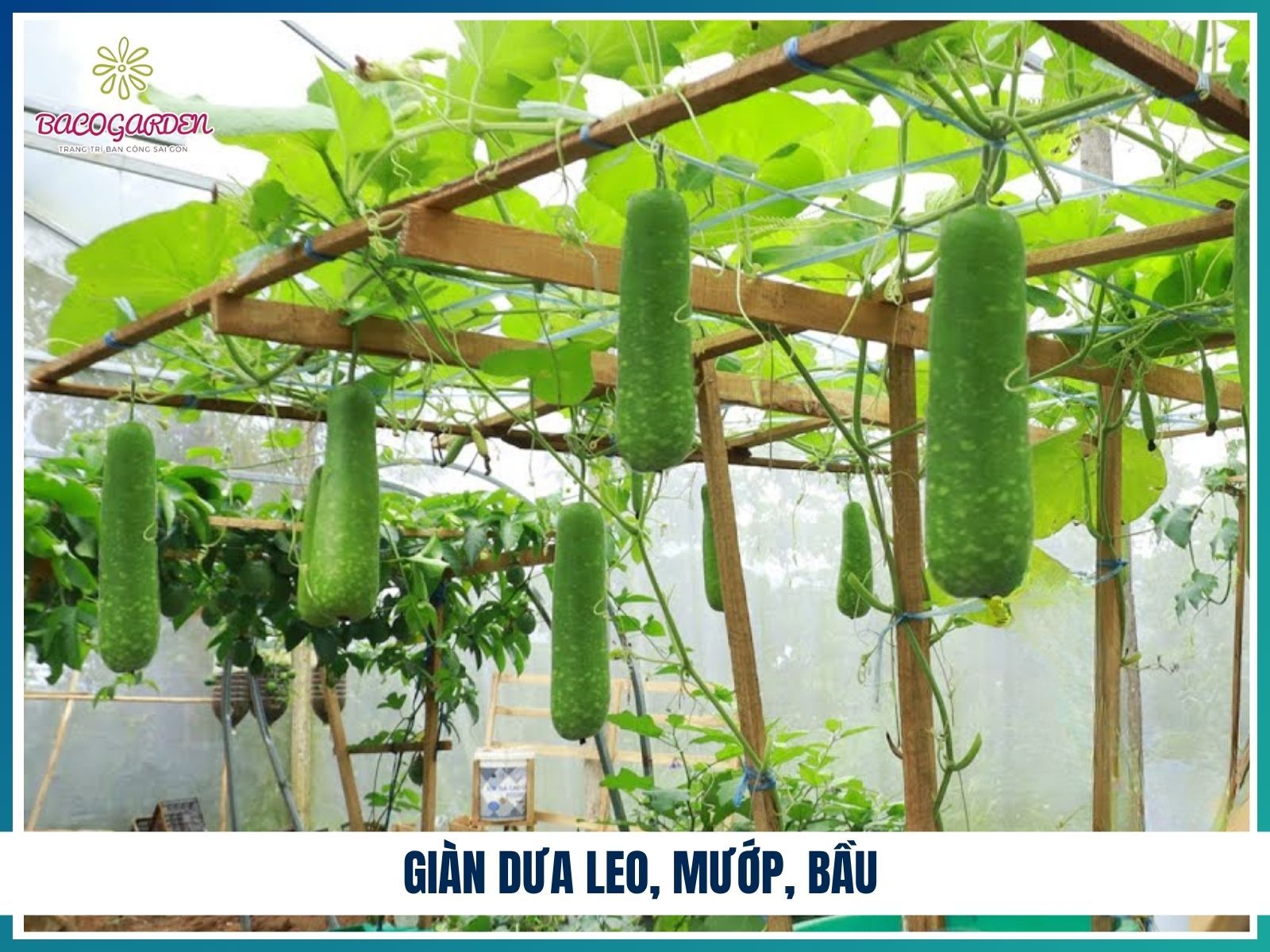 Gian dua leo muop bau