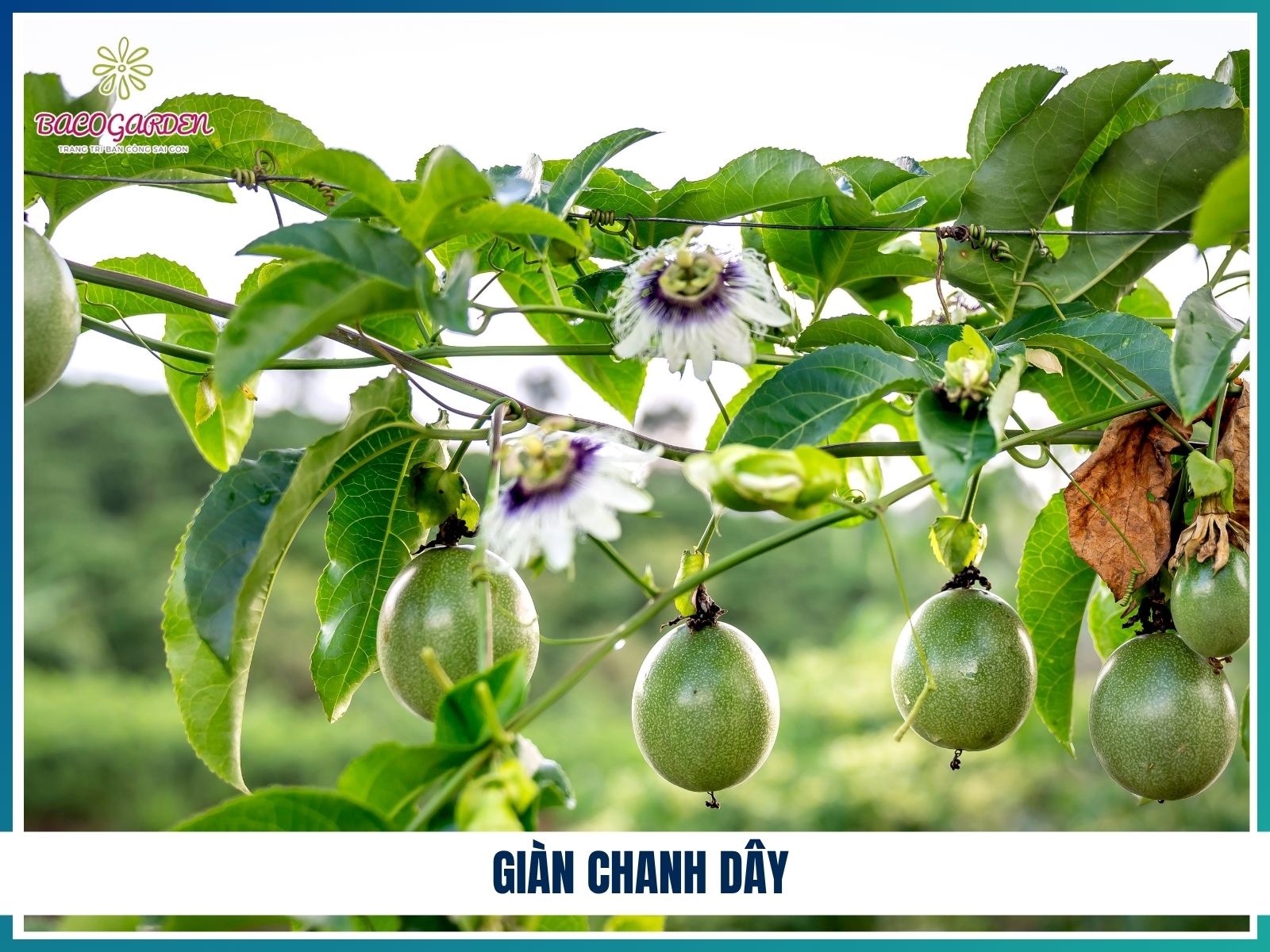 Gian chanh day