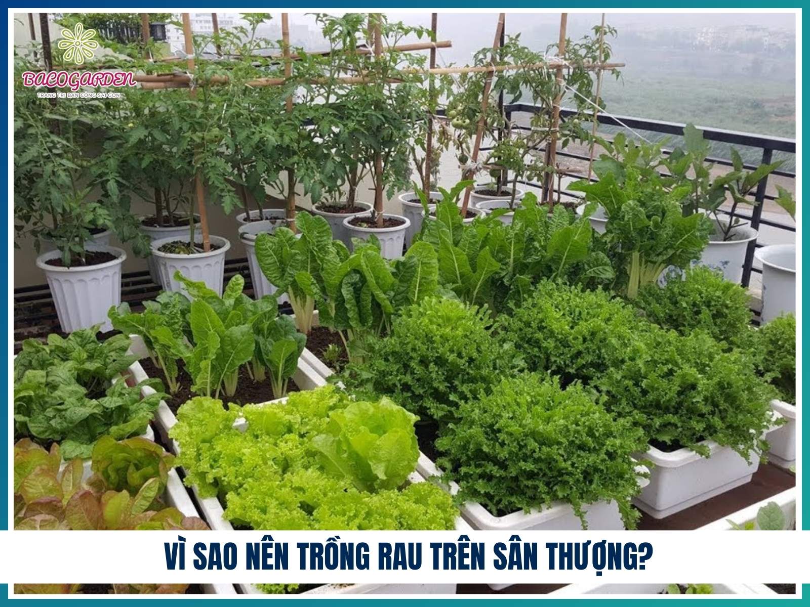 Vi sao nen trong rau tren san thuong