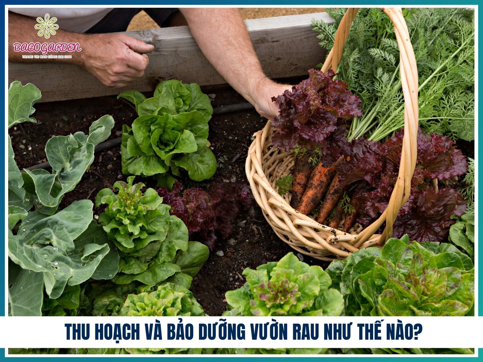 Thu hoach va bao duong vuon rau nhu the nao