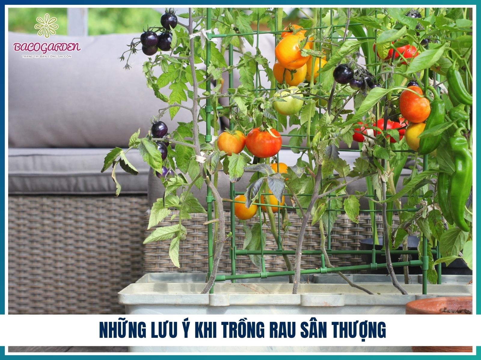 Nhung luu y khi trong rau san thuong