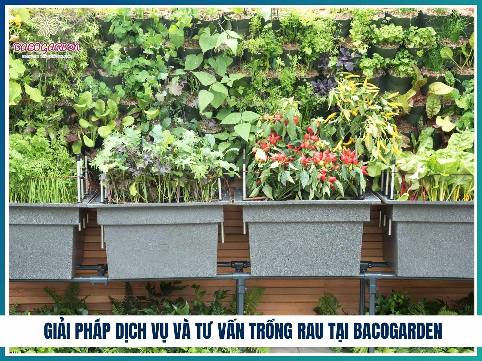Giai phap dich vu va tu van trong rau tai BACOGARDEN
