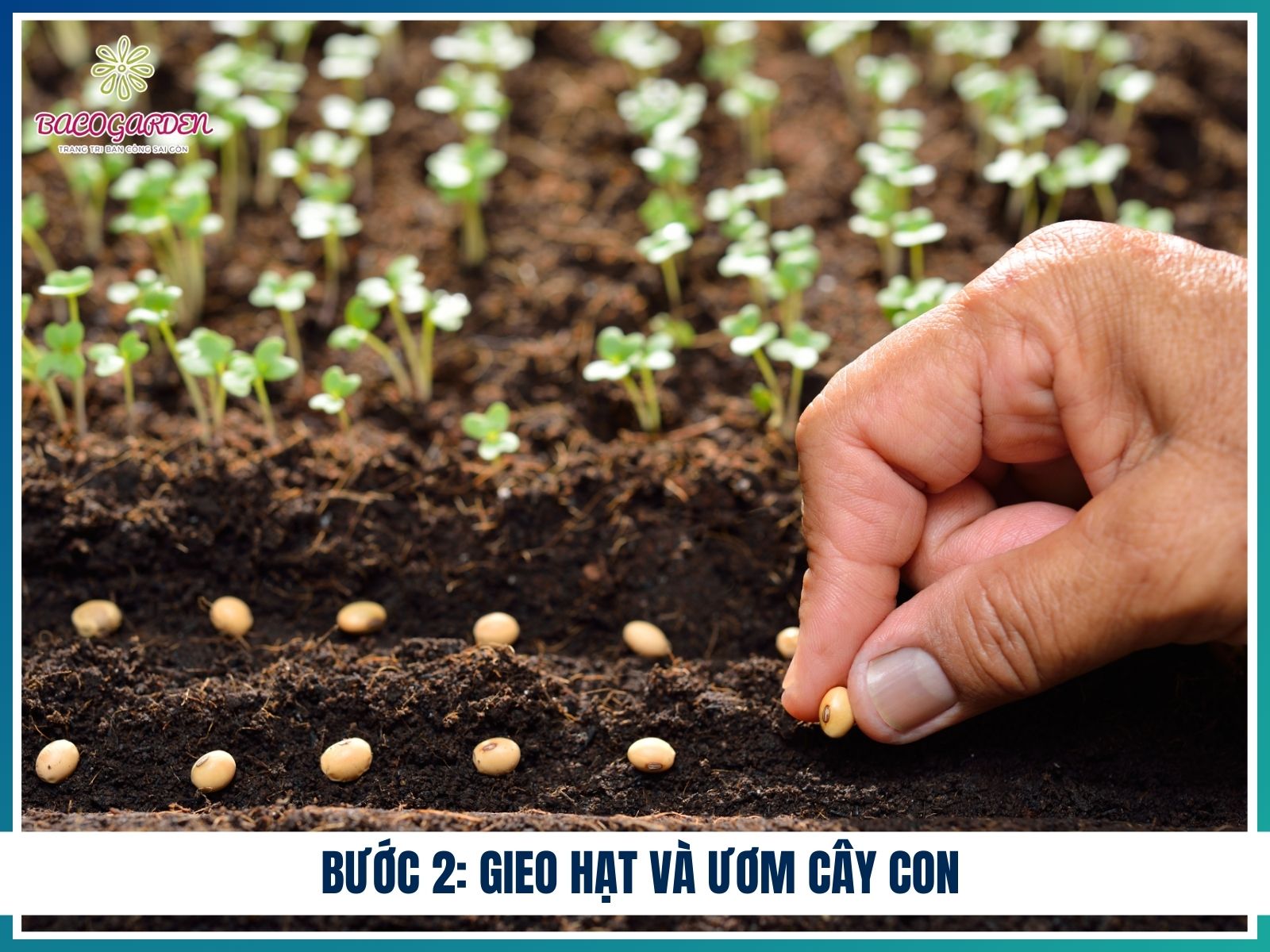 Buoc 2 Gieo hat va uom cay con