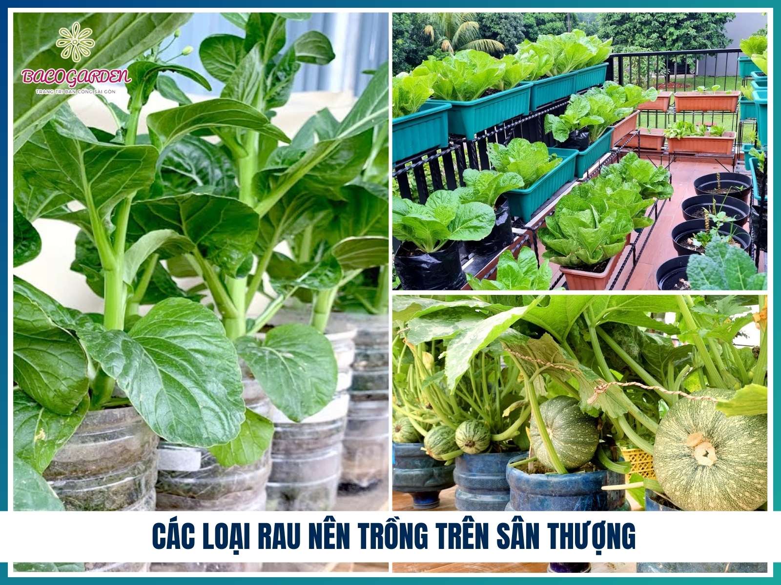 Cac loai rau nen trong tren san thuong