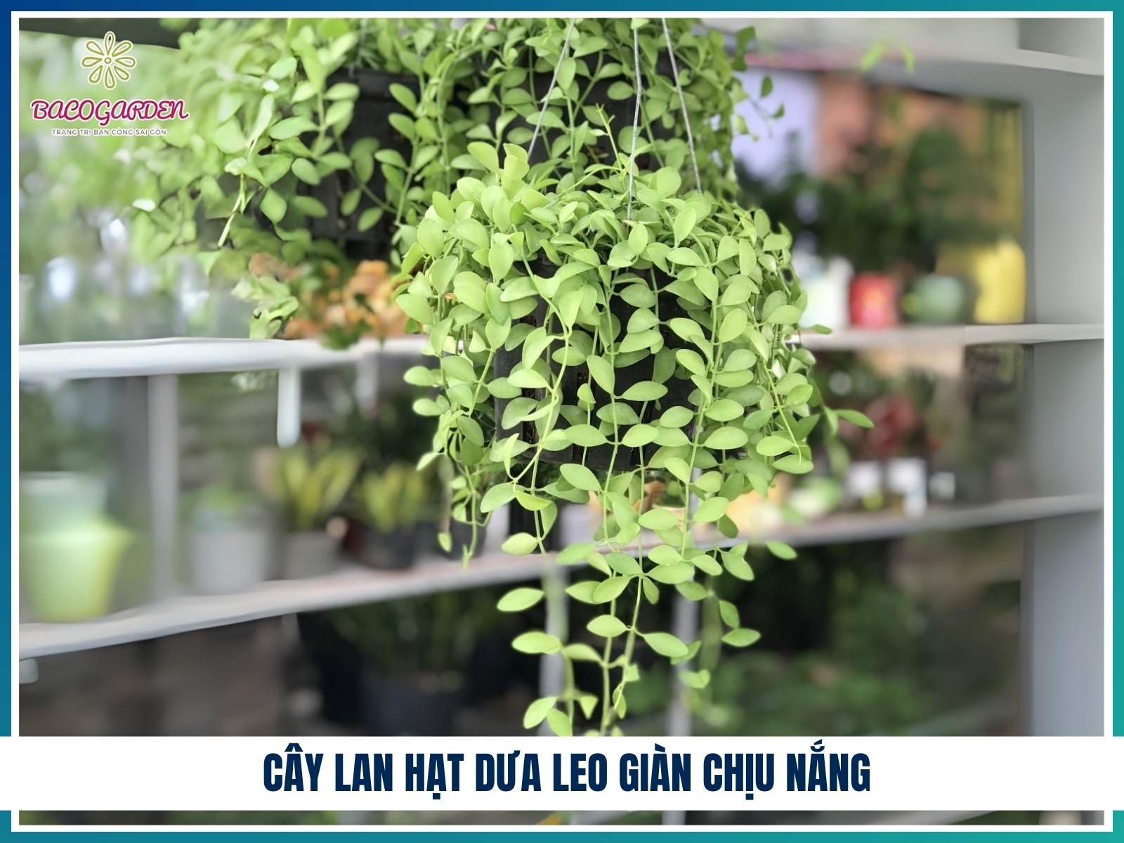 Cay lan hat dua leo gian chiu nang