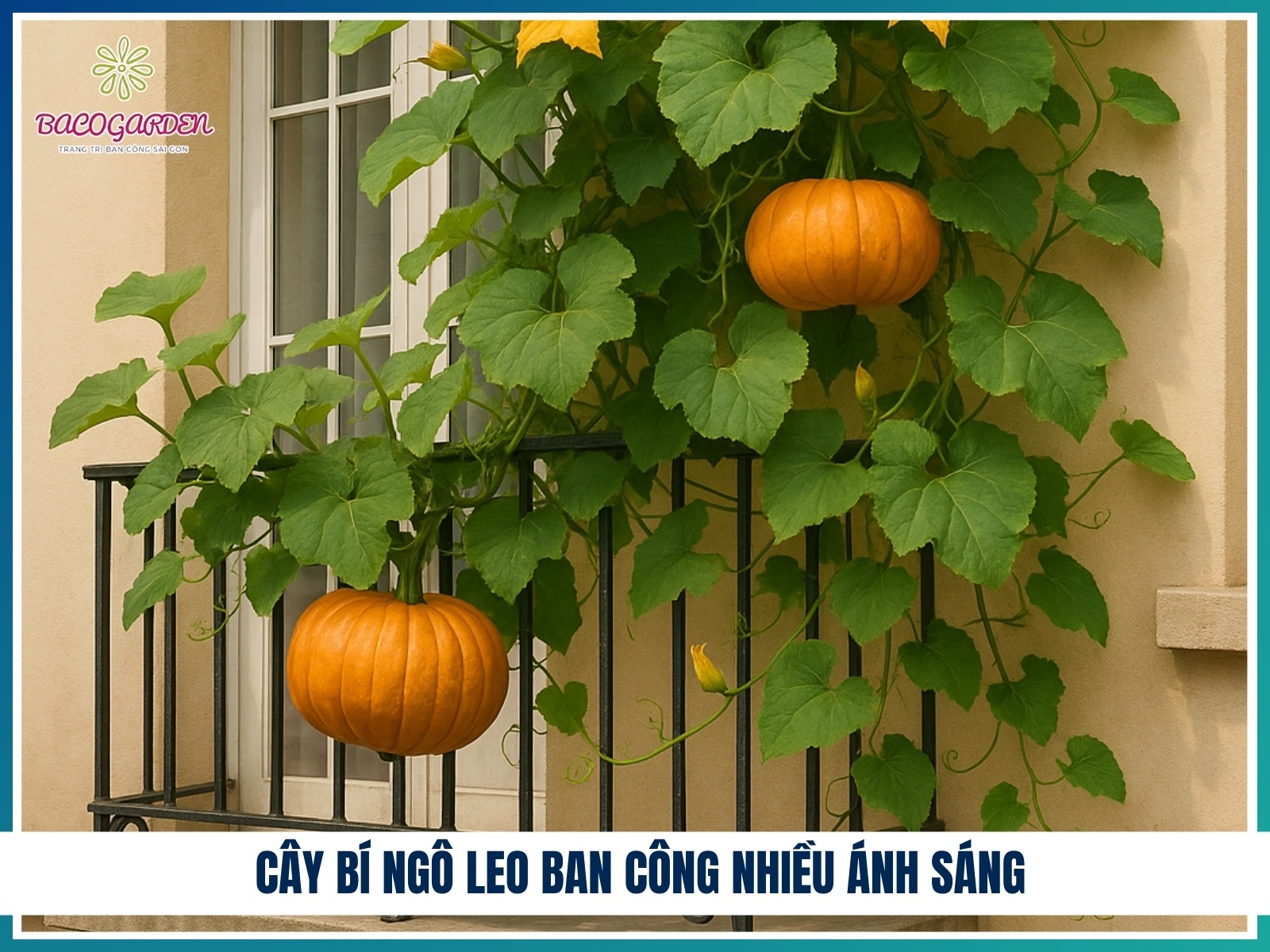 Cay bi ngo leo ban cong nhieu anh sang