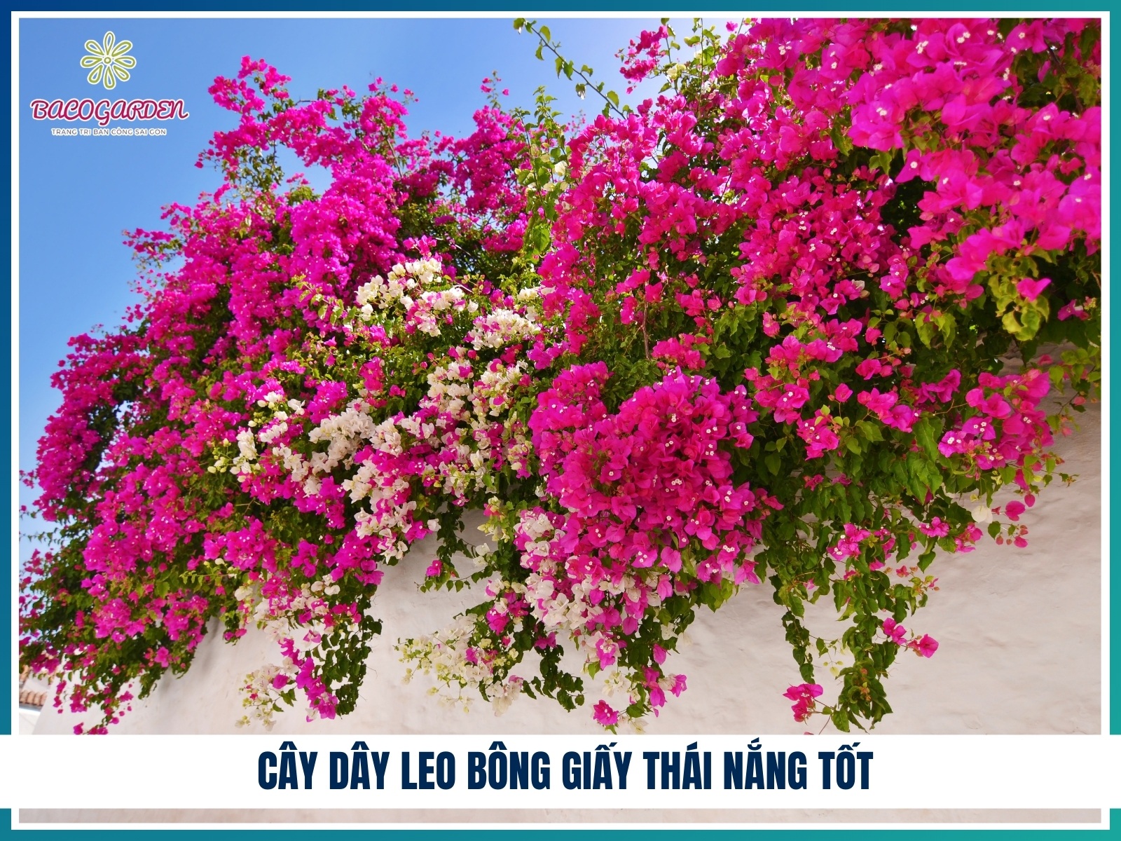 Cay day leo bong giay Thai nang tot