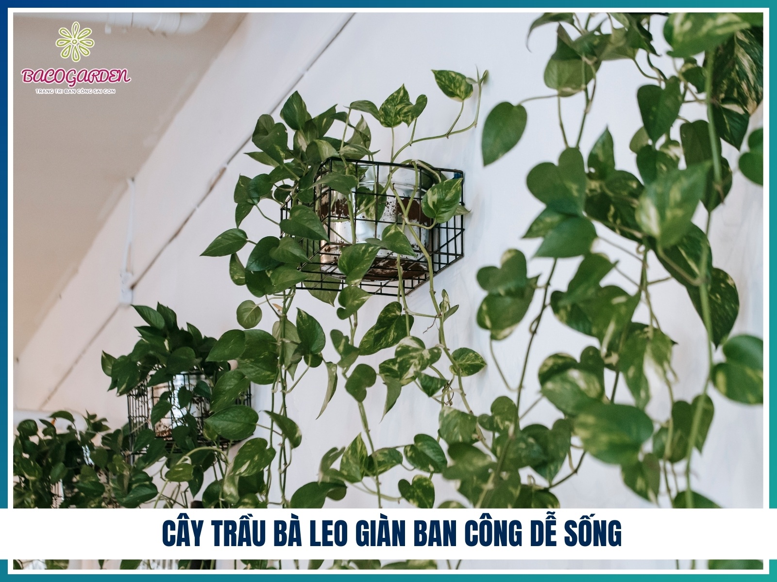 Cay trau ba leo gian ban cong de song