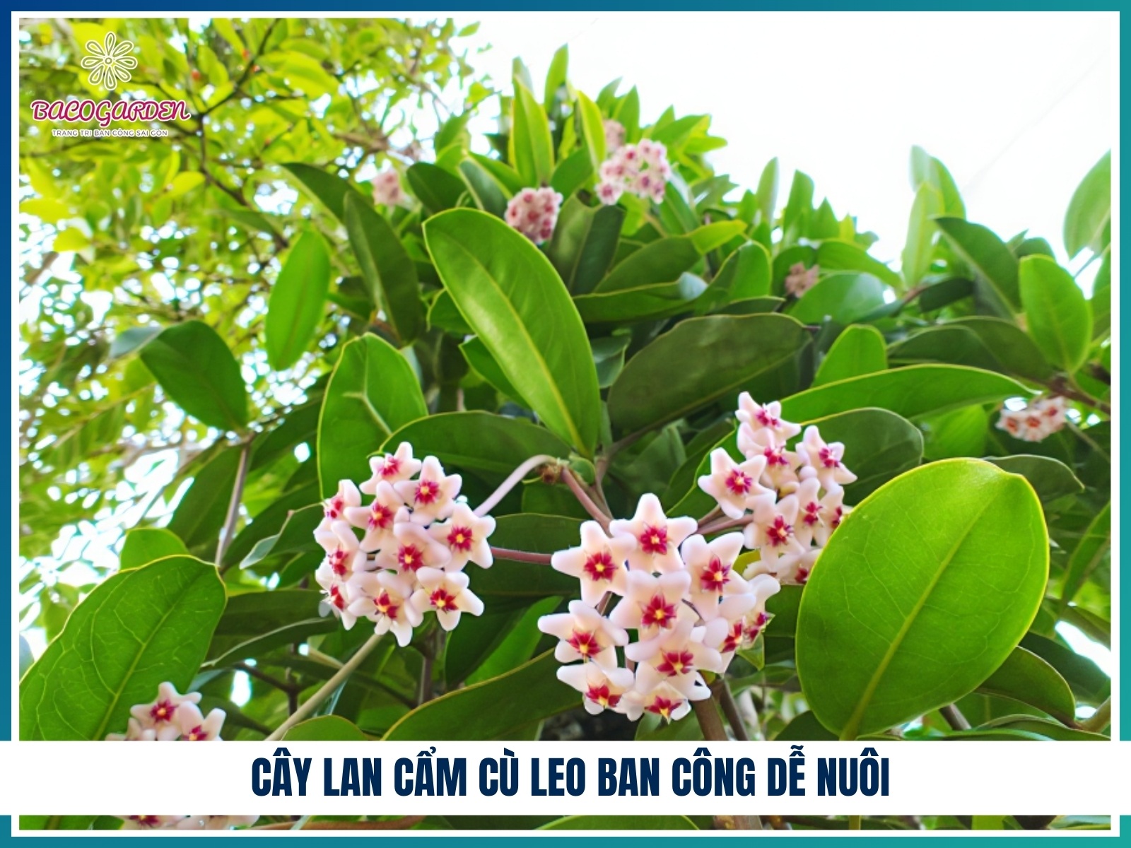 Cay lan cam cu leo ban cong de nuoi