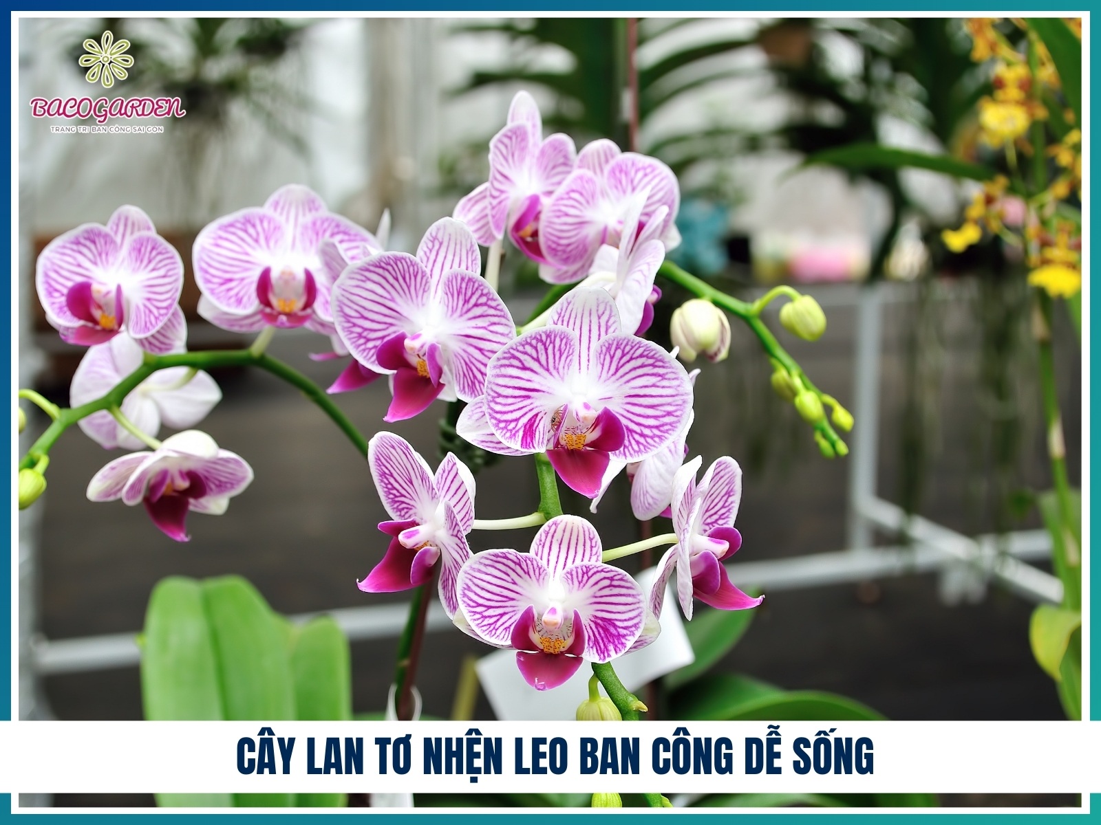 Cay lan to nhen leo ban cong de song