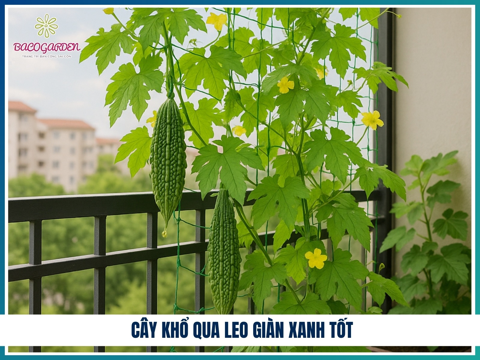 Cay kho qua leo gian xanh tot