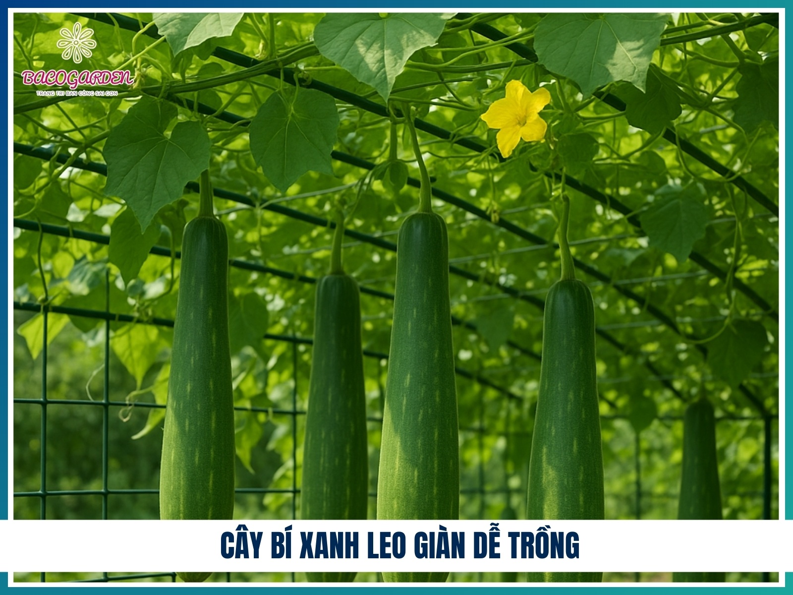 Cay bi xanh leo gian de trong