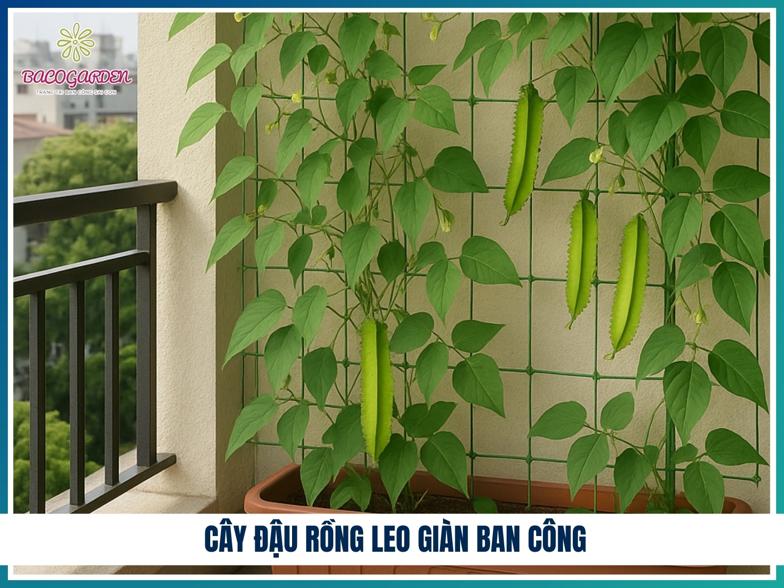 Cay dau rong leo gian ban cong