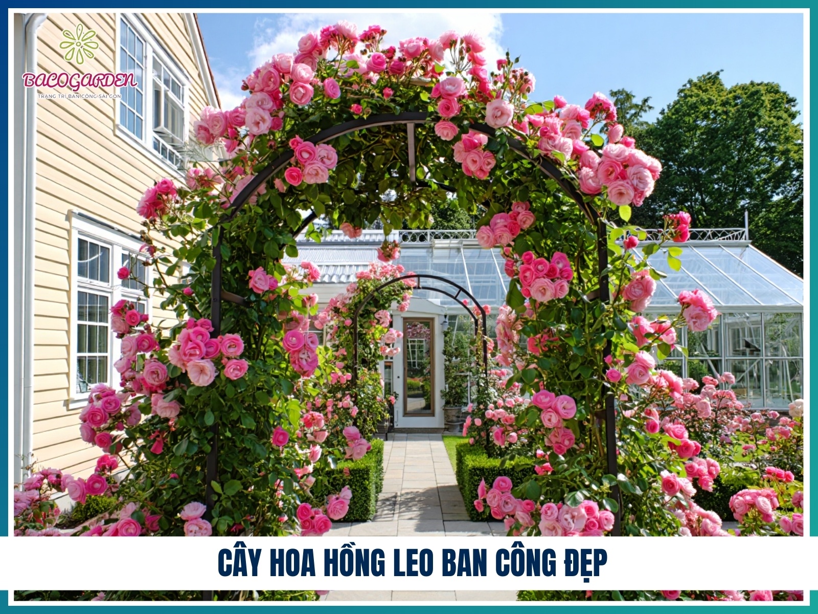Cay hoa hong leo ban cong dep