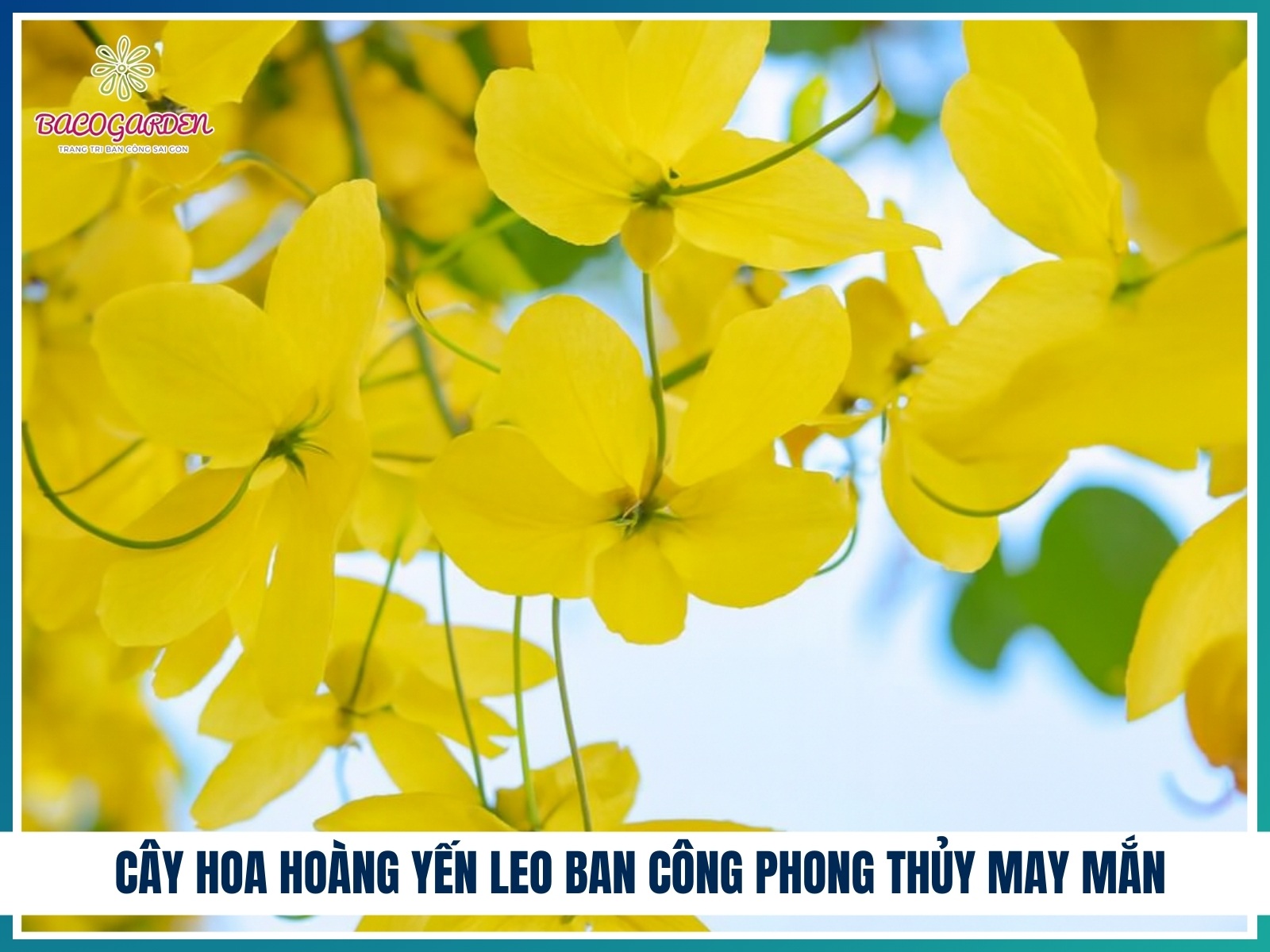 Cay hoa hoang yen leo ban cong phong thuy may man