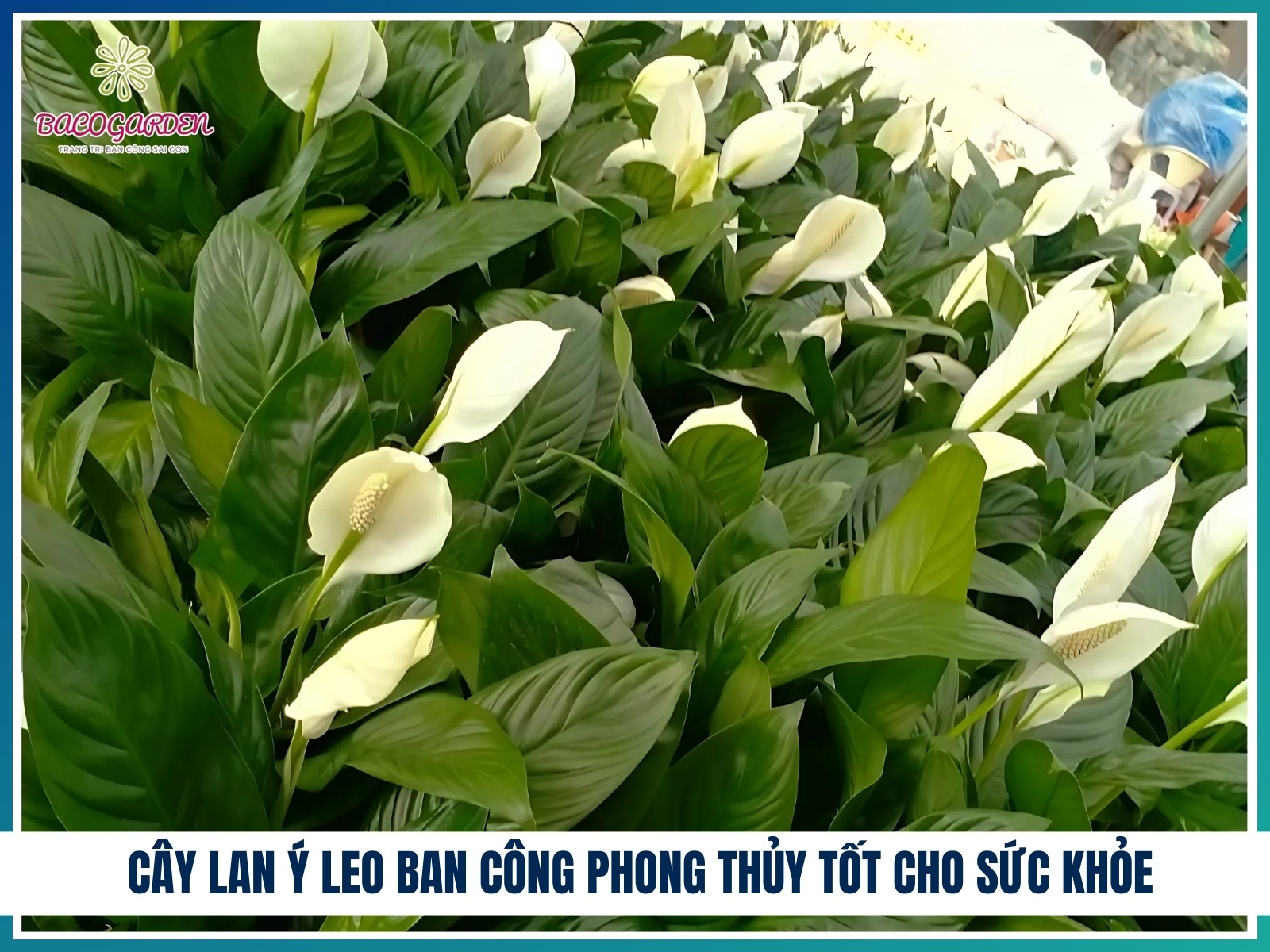 Cay lan y leo ban cong phong thuy tot cho suc khoe