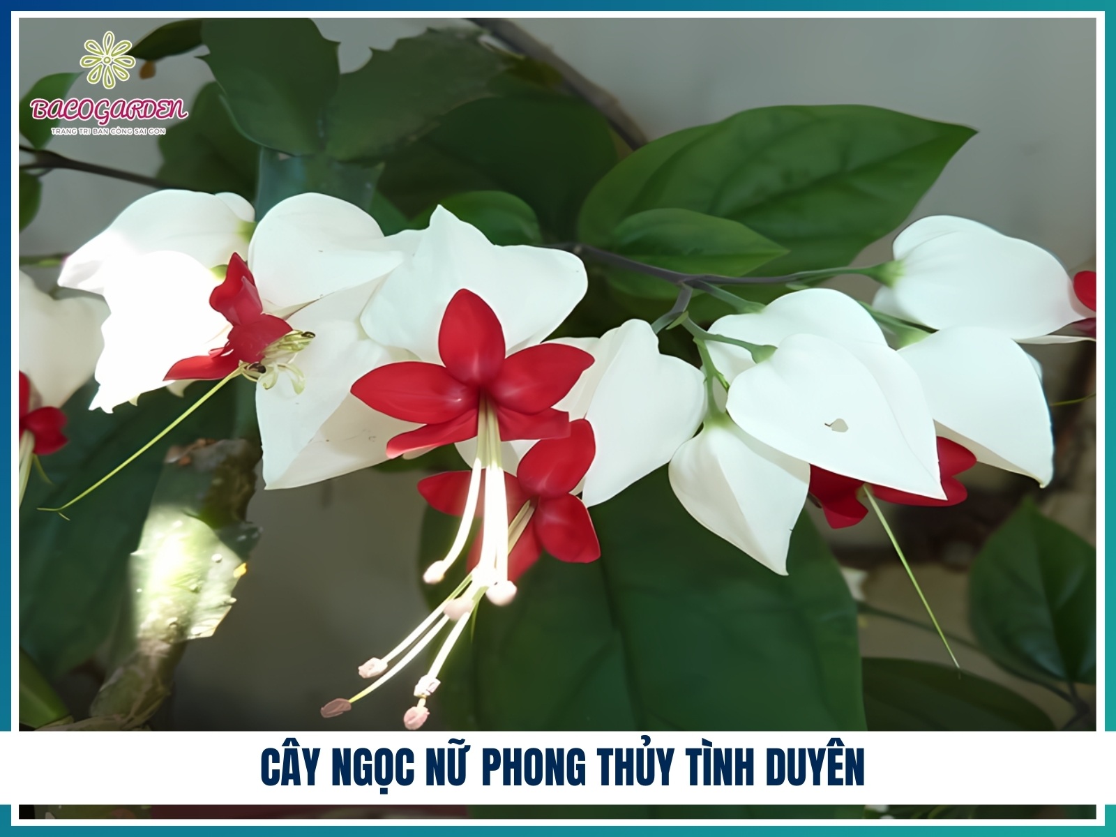 Cay ngoc nu phong thuy tinh duyen