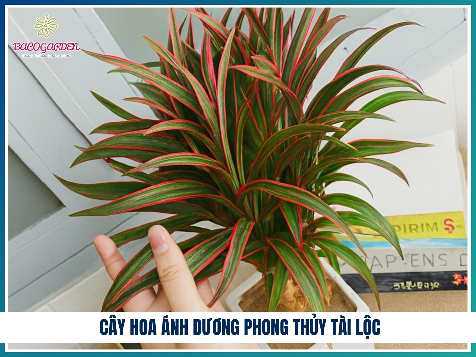 Cay hoa anh duong phong thuy tai loc