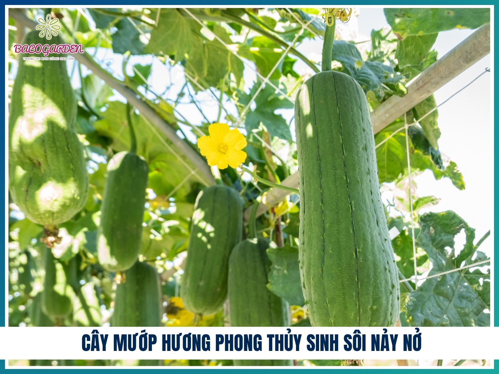 Cay muop huong phong thuy sinh soi nay no