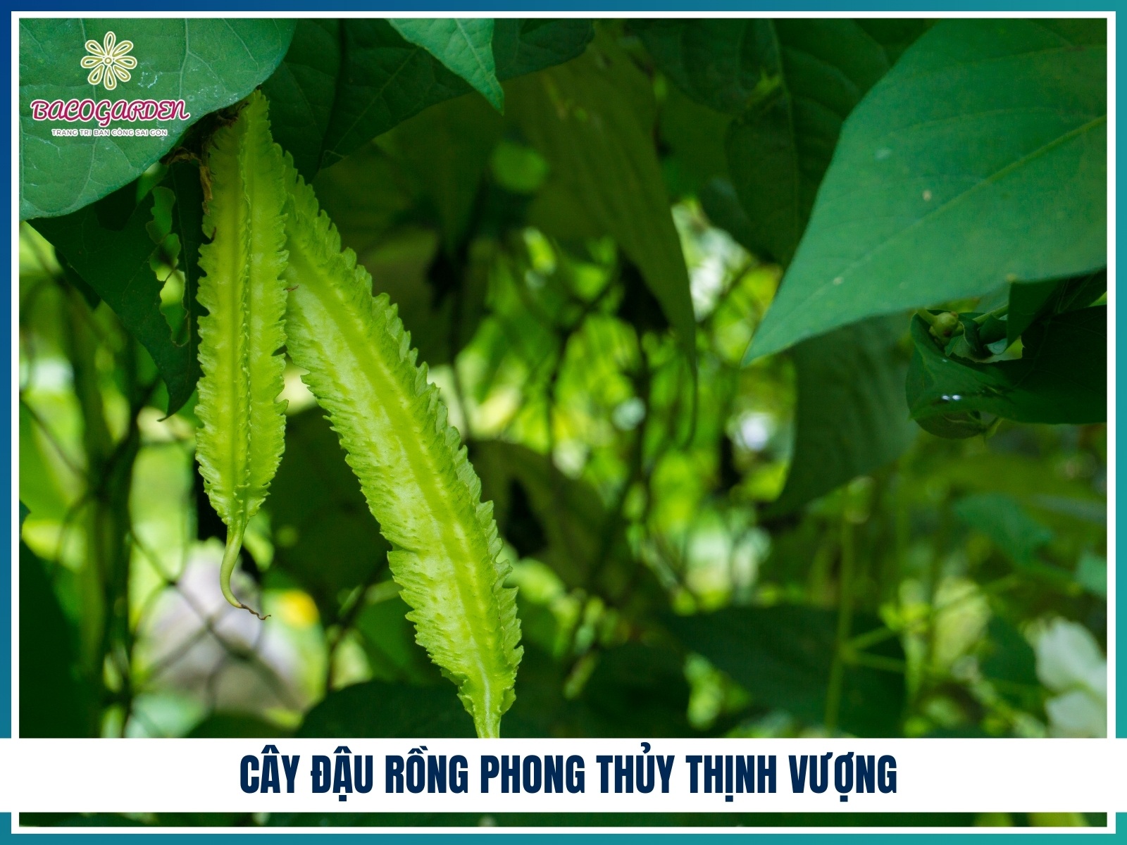 Cay dau rong phong thuy thinh vuong