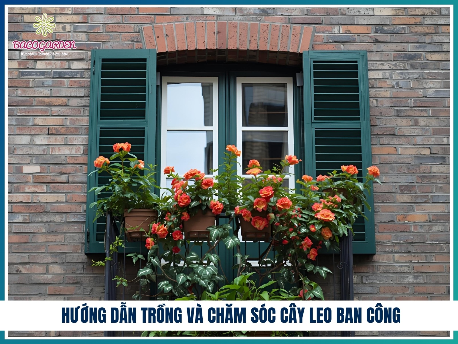 Huong dan trong va cham soc cay leo ban cong