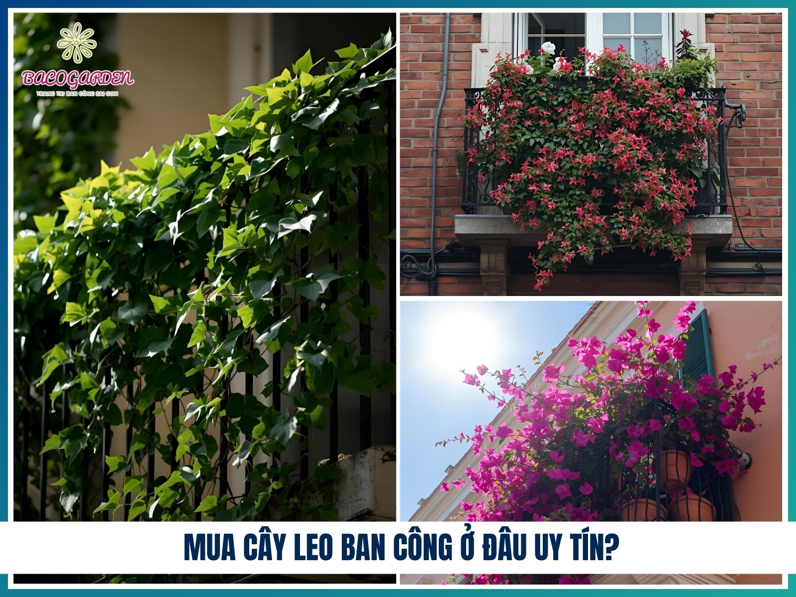 Mua cay leo ban cong o dau uy tin