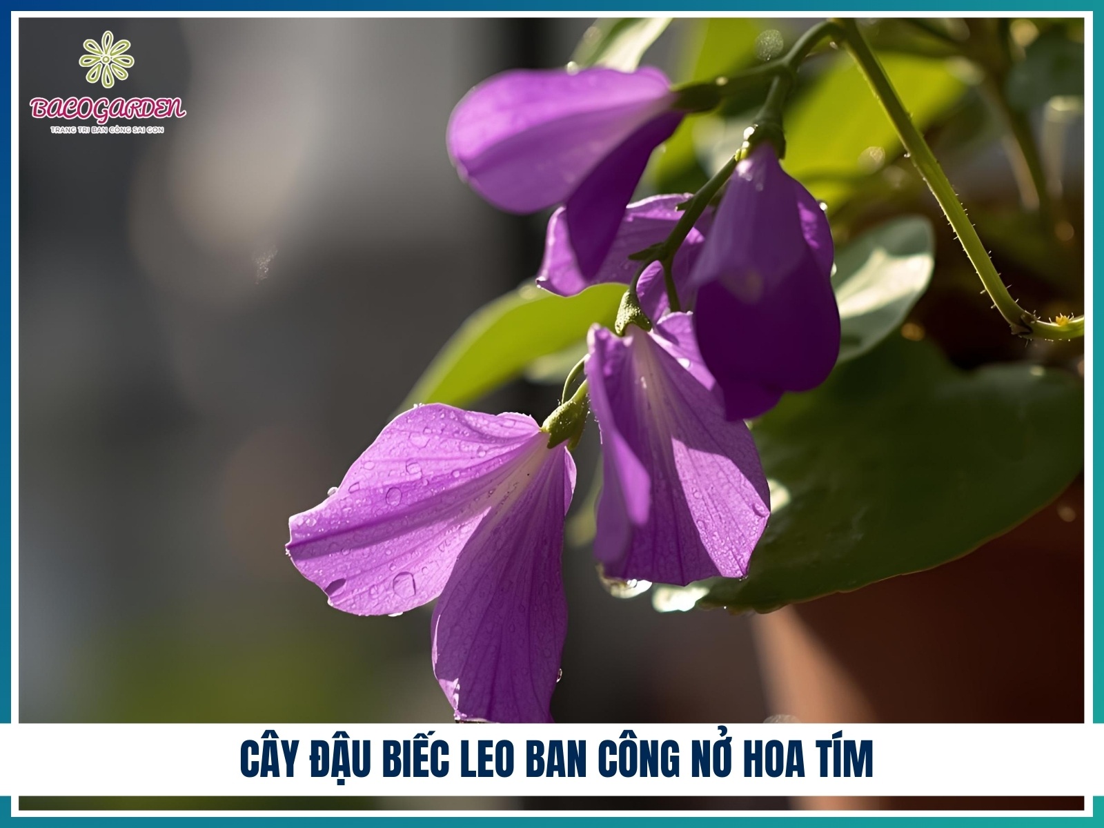 Cay dau biec leo ban cong no hoa tim