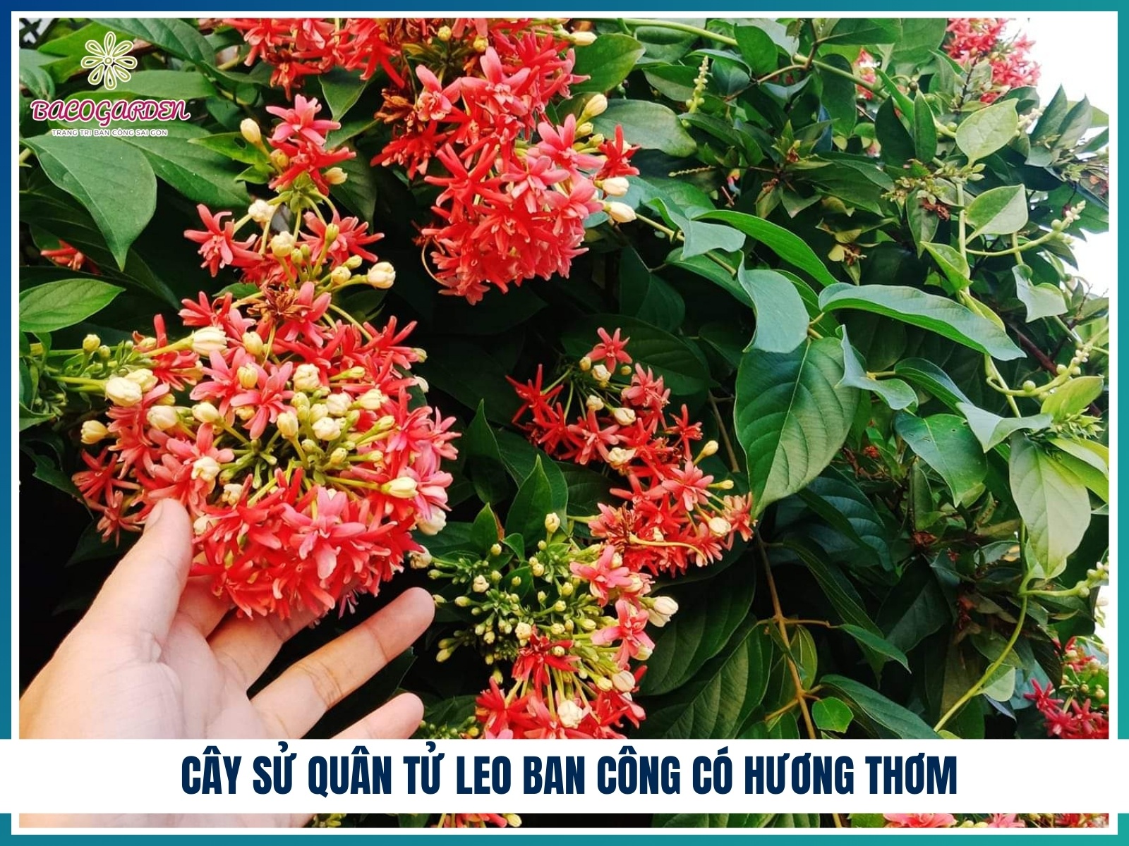 Cay su quan tu leo ban cong co huong thom