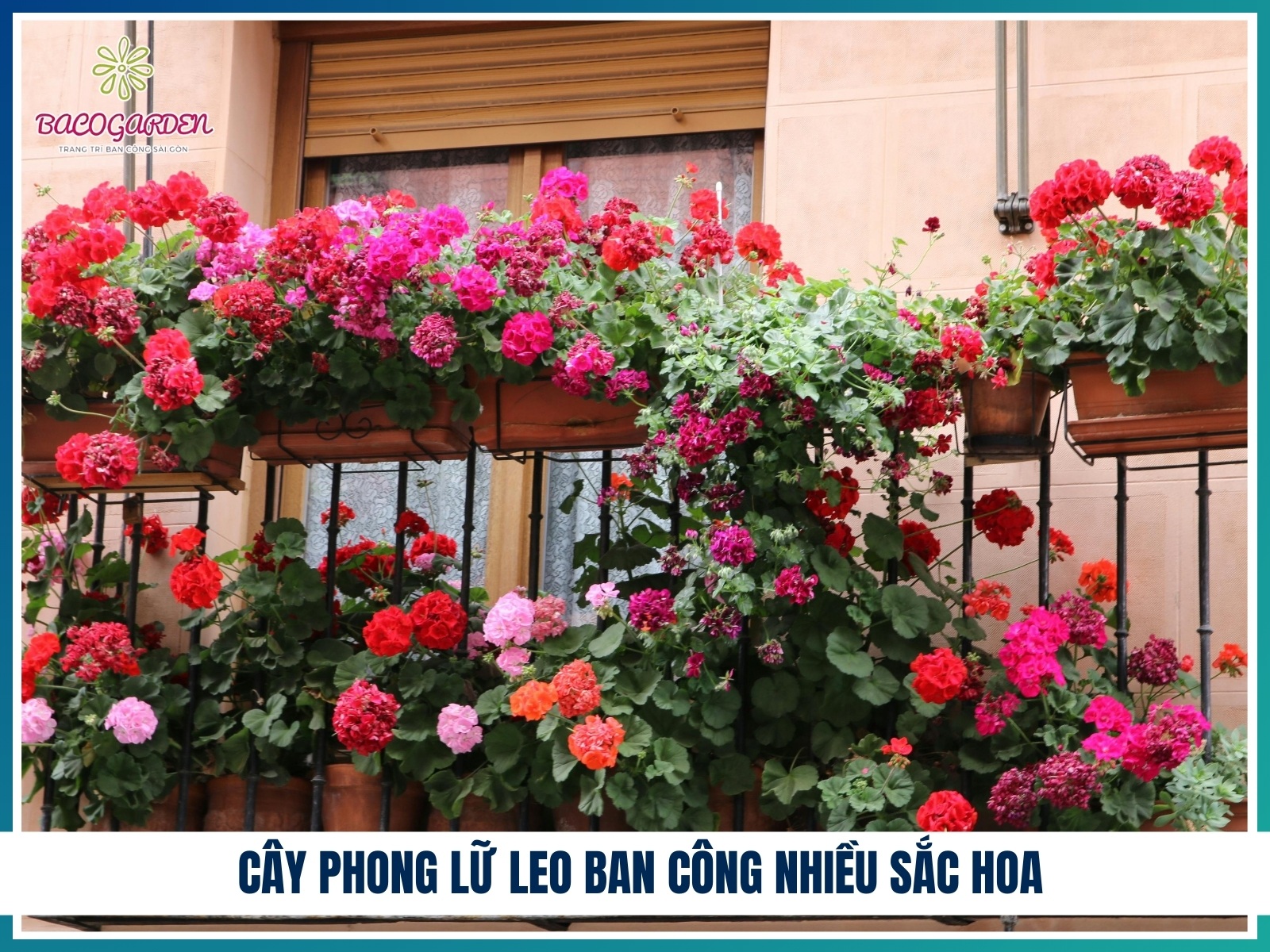 Cay phong lu leo ban cong nhieu sac hoa