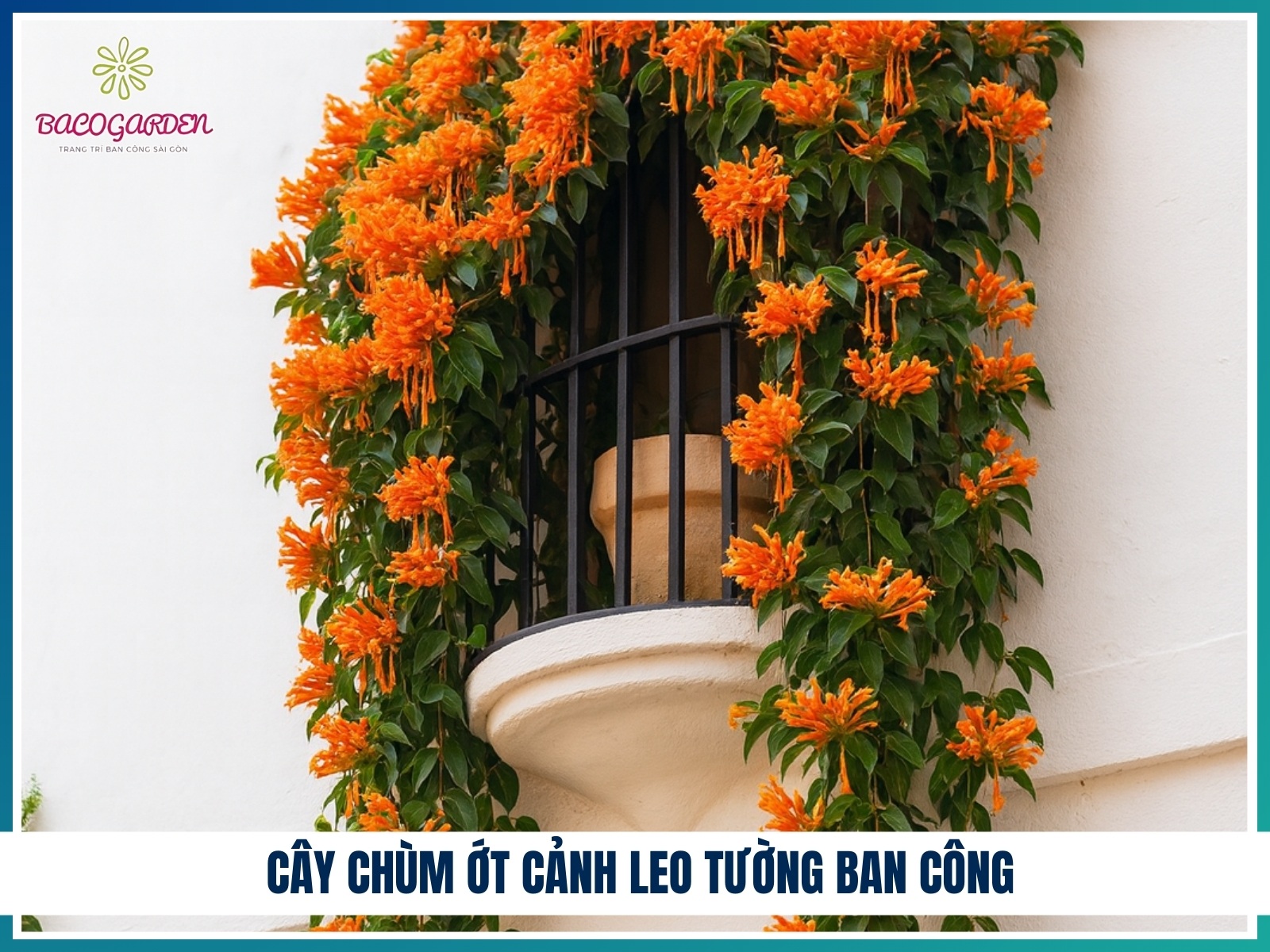 Cay chum ot canh leo tuong ban cong