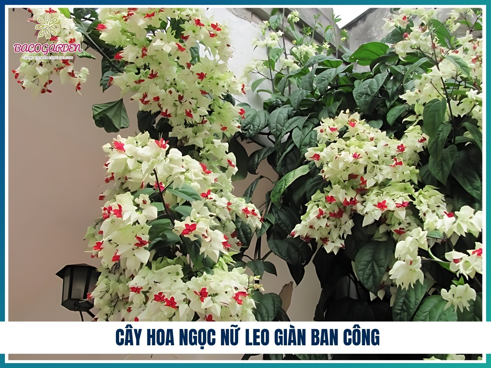 Cay hoa ngoc nu leo gian ban cong