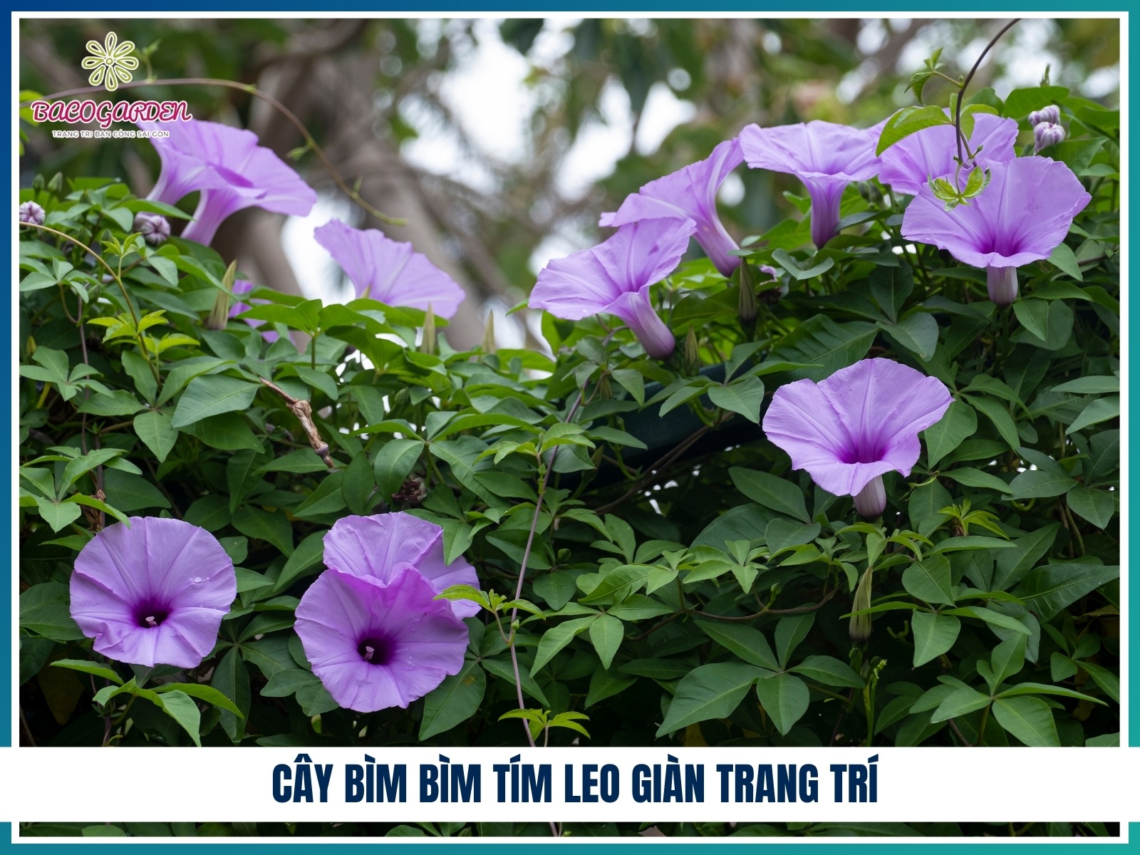 Cay bim bim tim leo gian trang tri