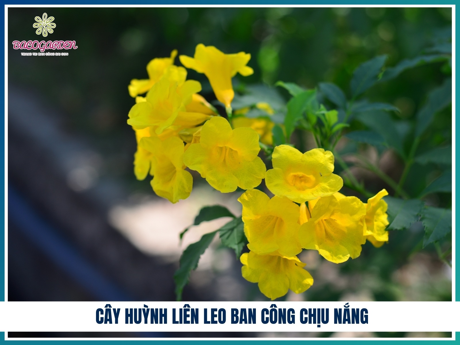 Cay huynh lien leo ban cong chiu nang