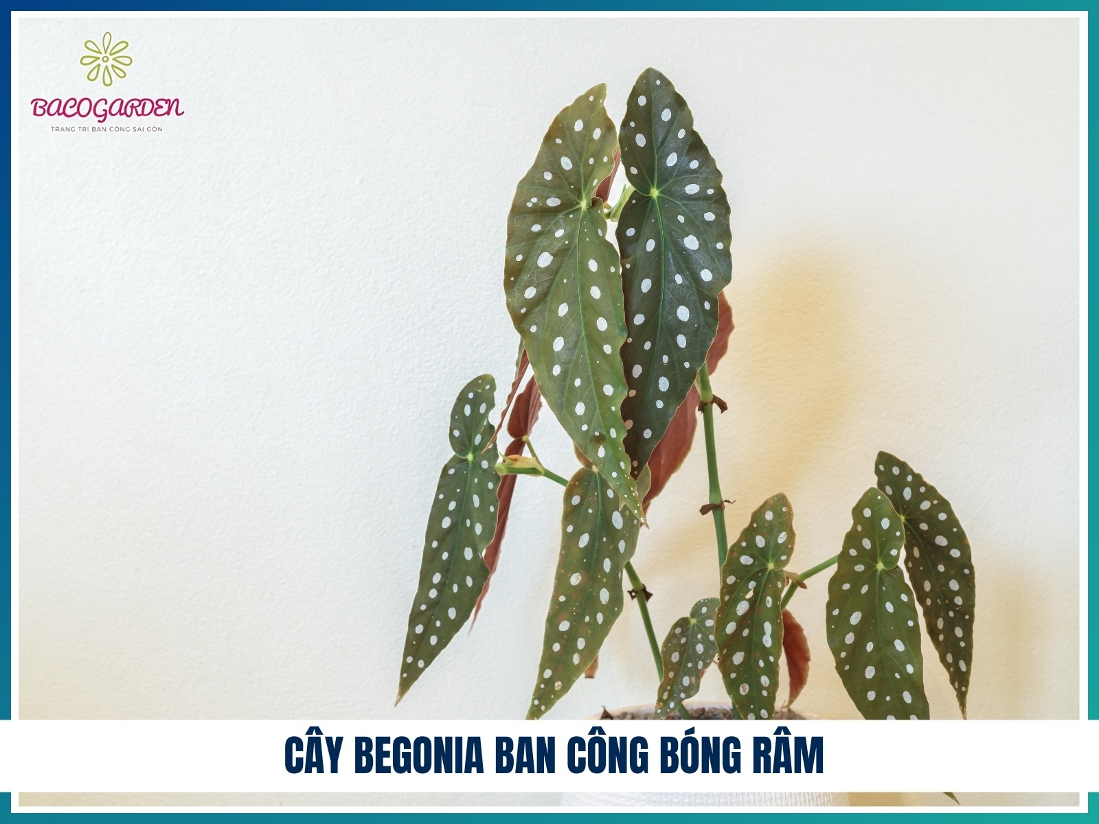 Cay begonia ban cong bong ram
