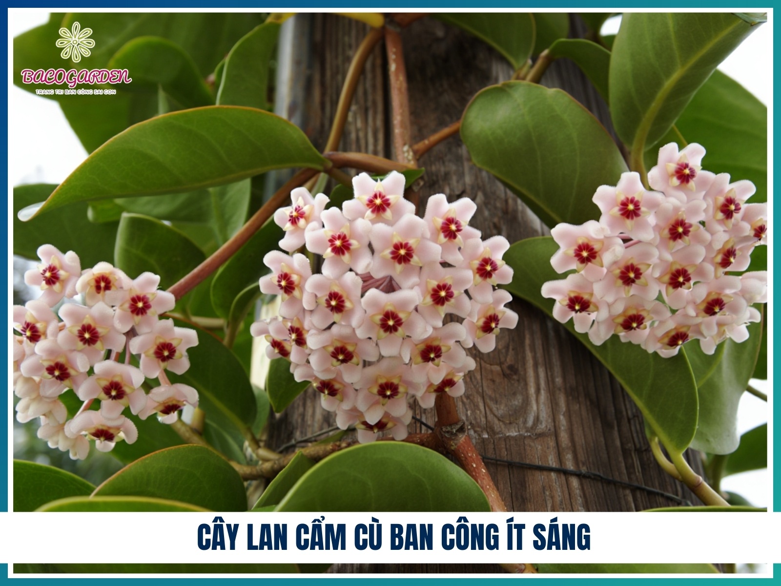 Cay lan cam cu ban cong it sang