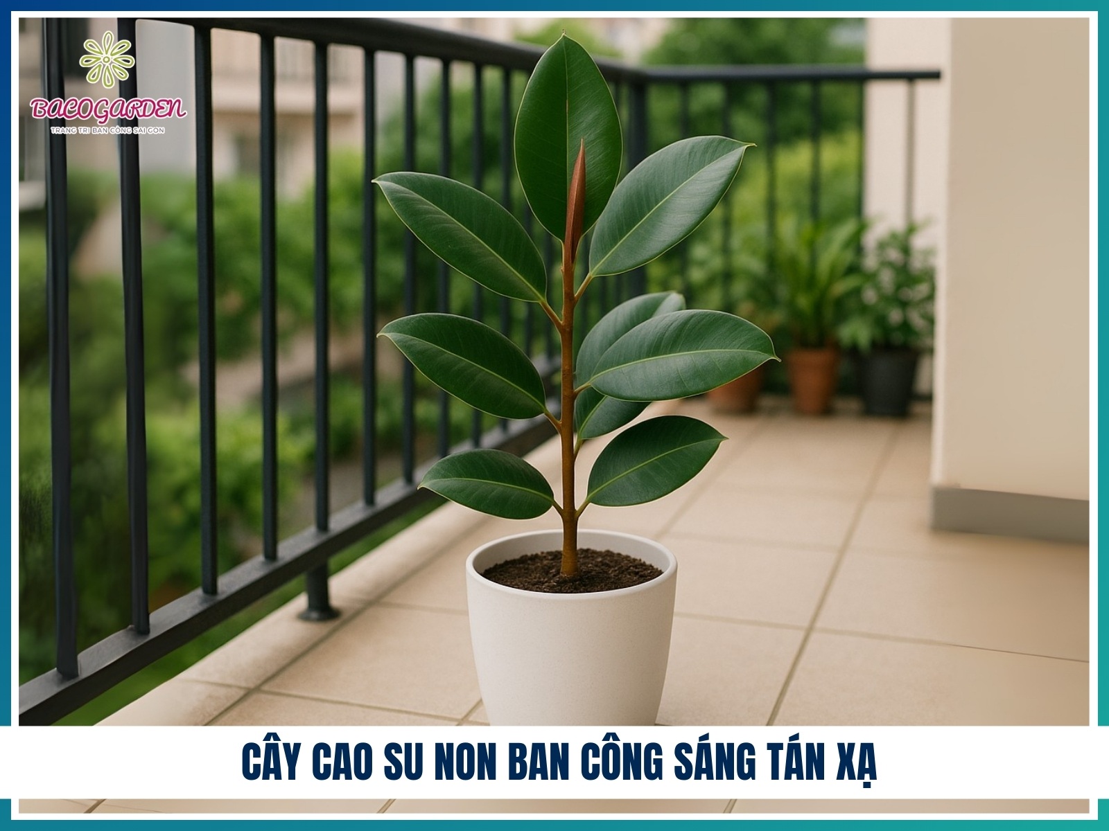 Cay cao su non ban cong sang tan xa