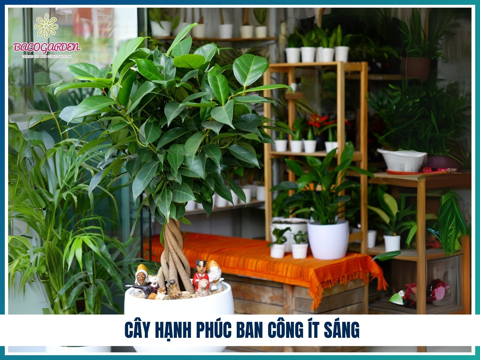 Cay hanh phuc ban cong it sang