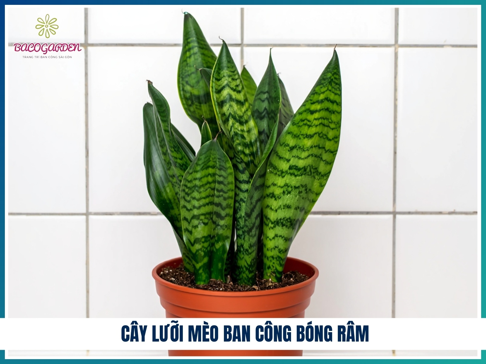Cay luoi meo ban cong bong ram