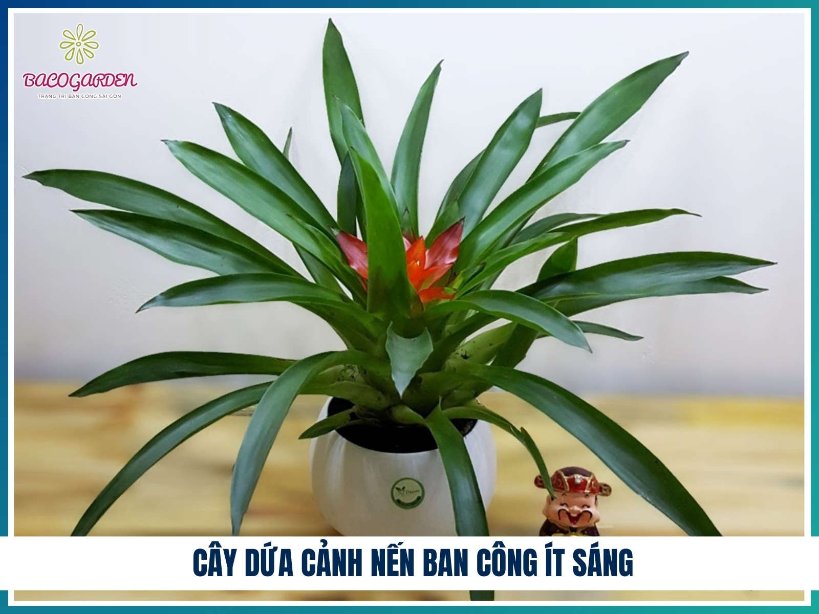 Cay dua canh nen ban cong it sang