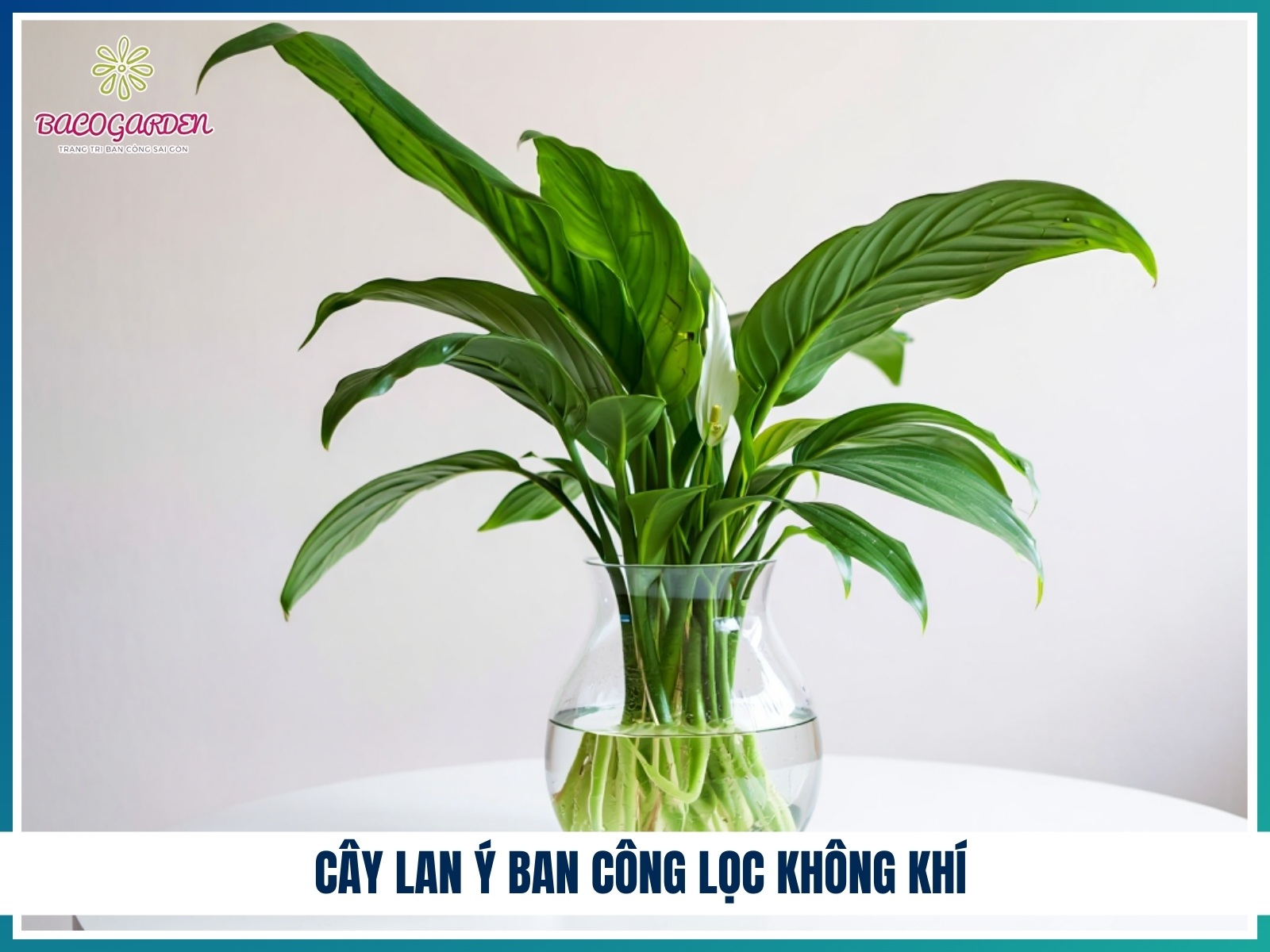 Cay lan y ban cong loc khong khi